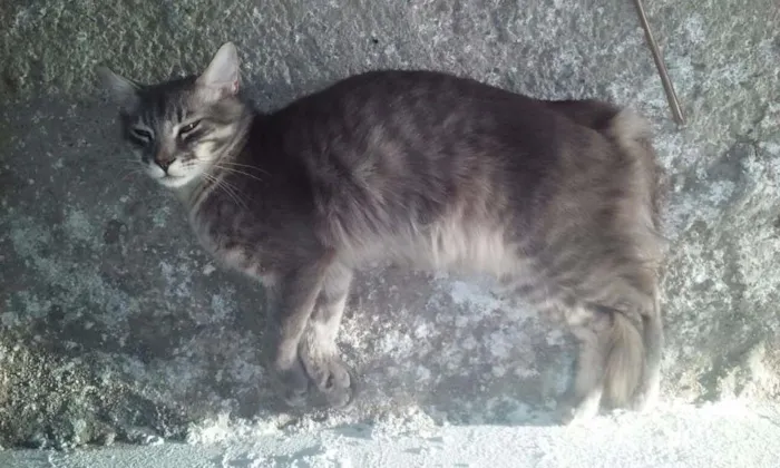 Gato ra a n sei idade 7 a 11 meses nome mel,atrivido,coto,pe