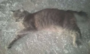 Gato raça n sei idade 7 a 11 meses nome mel,atrivido,coto,pe