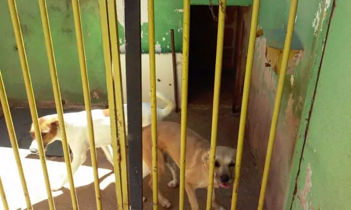 Cachorro ra a  idade 3 anos nome Não tem