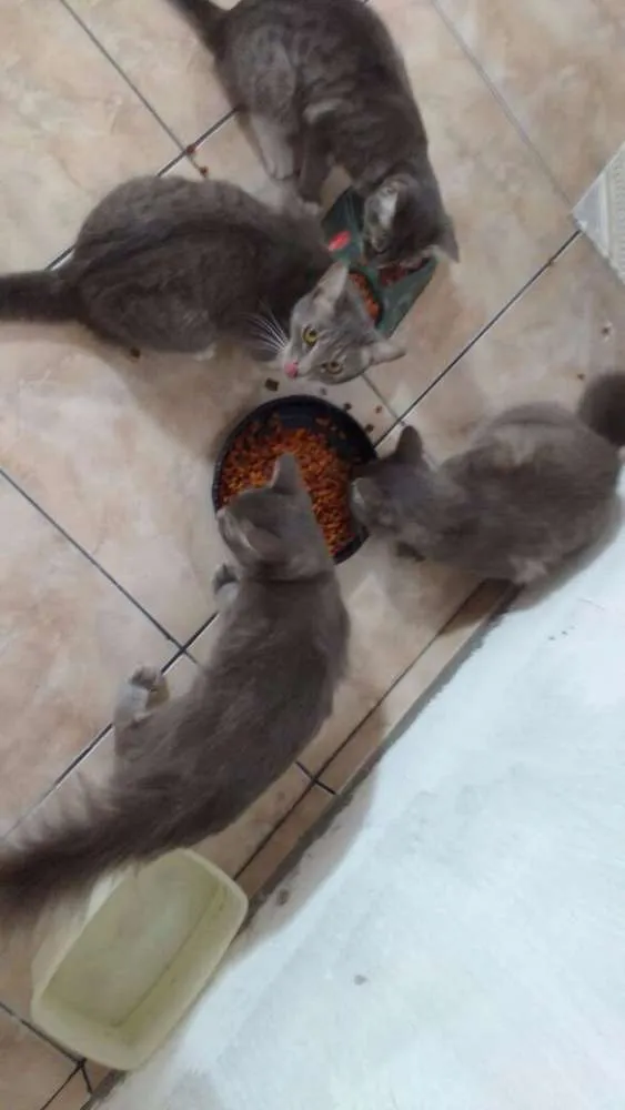 Gato ra a n sei idade 7 a 11 meses nome mel,atrivido,coto,pe