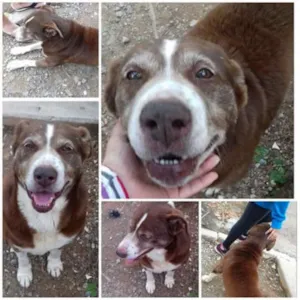Cachorro raça Srd  idade 4 anos nome Não sabemos 