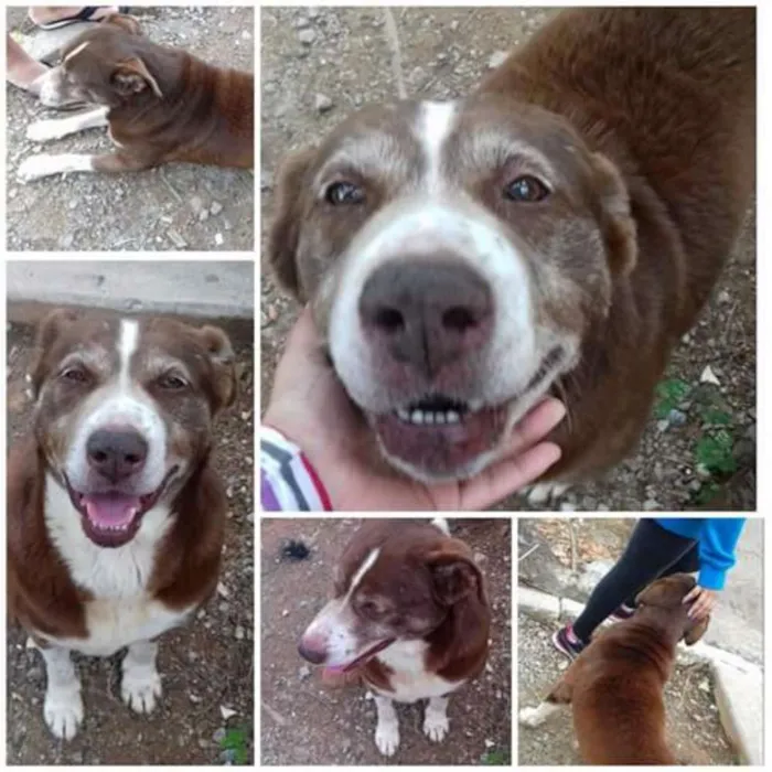 Cachorro ra a Srd  idade 4 anos nome Não sabemos 