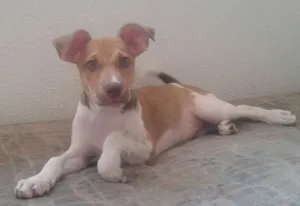 Cachorro raça mestiça vira lata/pitbull idade 2 a 6 meses nome nina