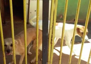 Cachorro raça  idade 3 anos nome Não tem