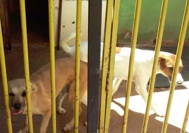 Cachorro ra a  idade 3 anos nome Não tem