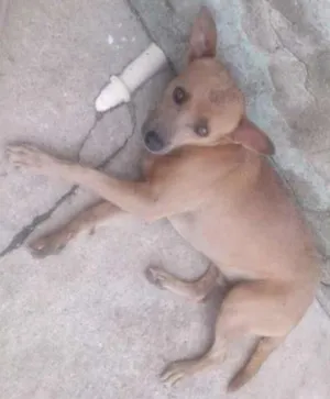 Cachorro raça vira lata idade 2 anos nome sem nome