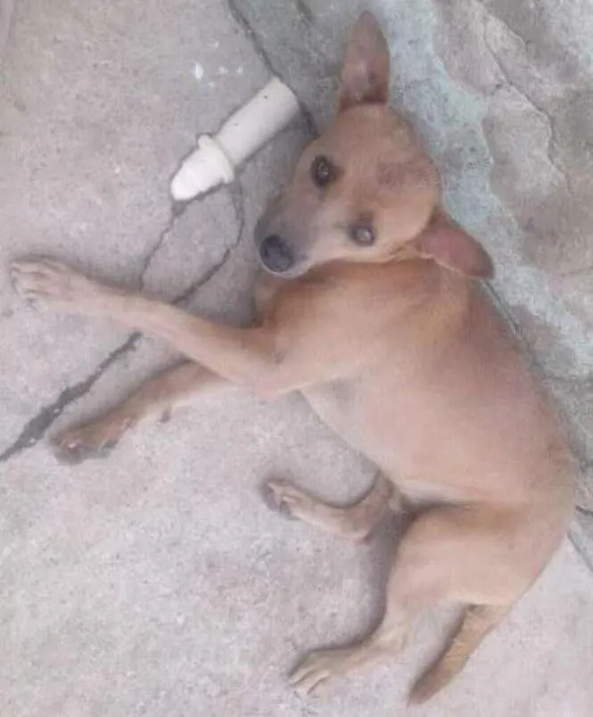 Cachorro ra a vira lata idade 2 anos nome sem nome