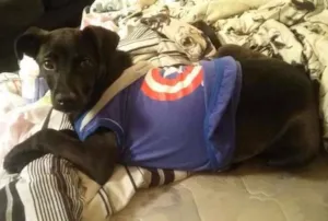 Cachorro raça SRD idade 2 a 6 meses nome Kurt Cobain