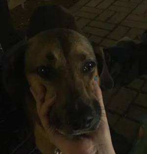 Cachorro raça Viralata  idade 1 ano nome Scooby
