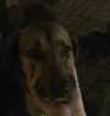 Cachorro raça Viralata  idade 1 ano nome Scooby