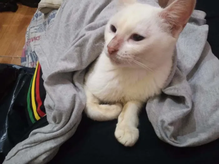 Gato raça SRD idade 2 anos nome Modoki