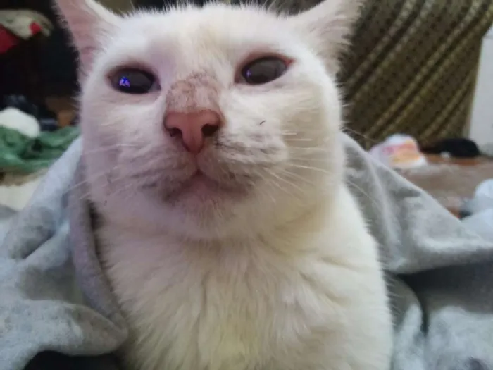 Gato raça SRD idade 2 anos nome Modoki