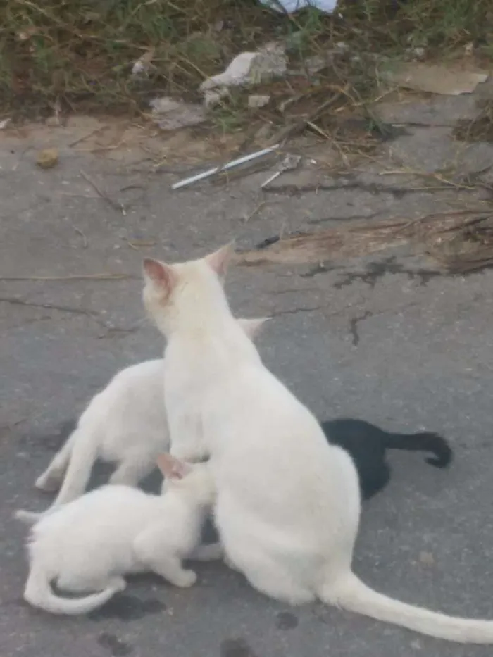 Gato raça SRD idade 2 anos nome Modoki