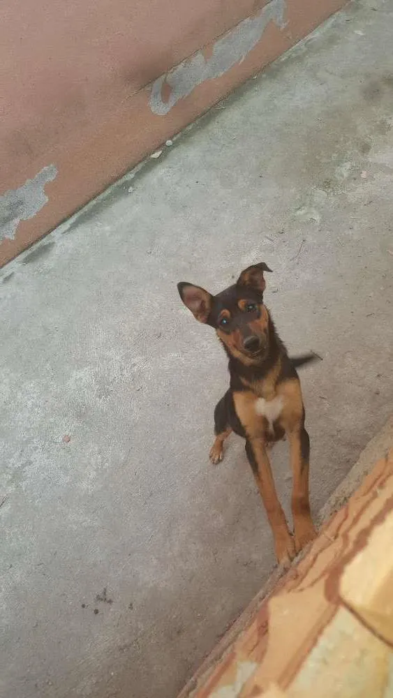 Cachorro ra a SRD idade 2 a 6 meses nome Thor