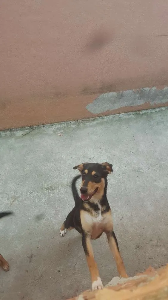 Cachorro ra a SRD idade 2 a 6 meses nome Athena