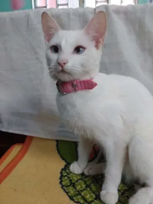 Gato raça  idade 7 a 11 meses nome Aika