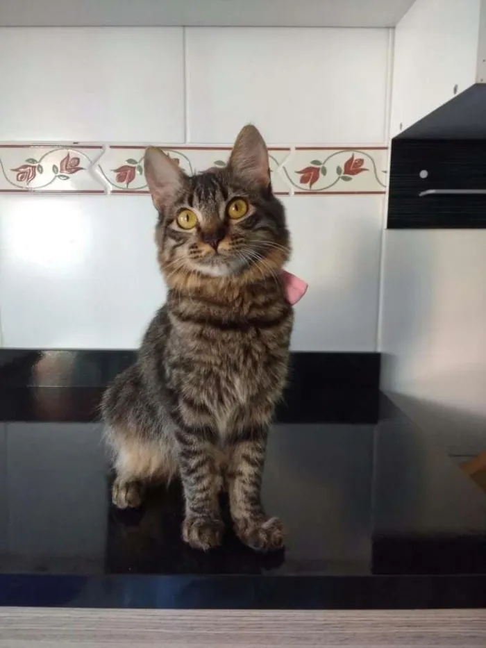 Gato ra a  idade 7 a 11 meses nome Ana flor
