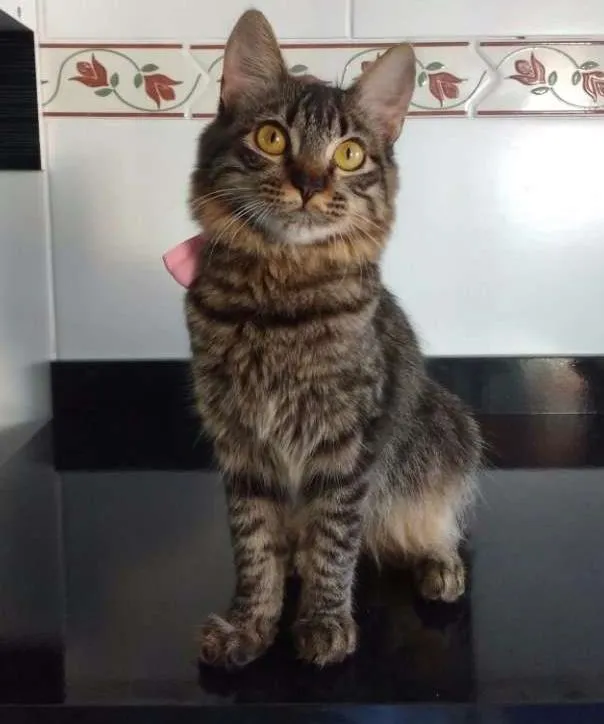 Gato ra a  idade 7 a 11 meses nome Ana flor