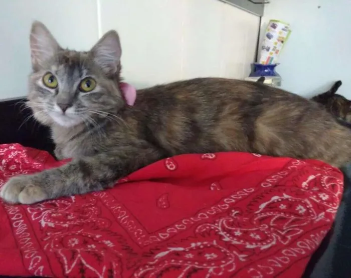 Gato ra a  idade 7 a 11 meses nome Pudim