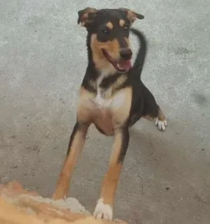 Cachorro raça SRD idade 2 a 6 meses nome Athena