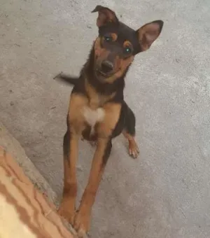 Cachorro raça SRD idade 2 a 6 meses nome Thor