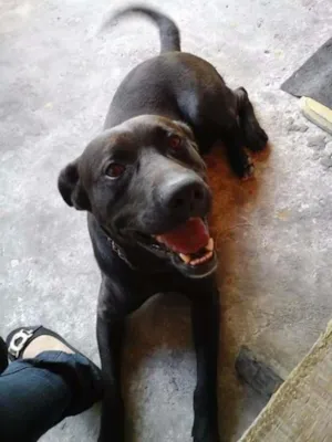 Cachorro raça Mestiço Labrador/Vira Lata idade 4 anos nome Duque
