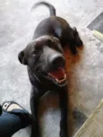 Duque