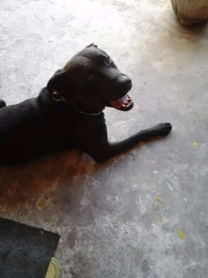 Cachorro ra a Mestiço Labrador/Vira Lata idade 4 anos nome Duque