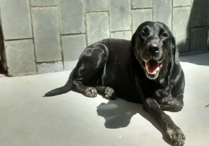 Cachorro raça Labrador idade 4 anos nome Duqueza