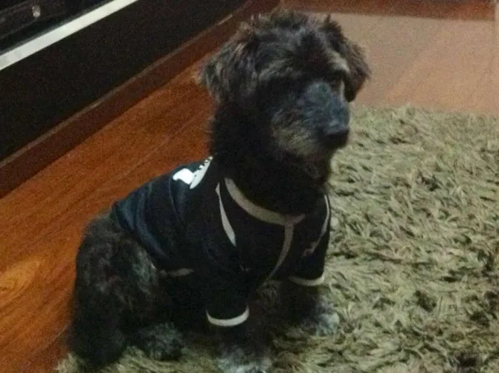 Cachorro ra a Vira Lata idade  nome Max