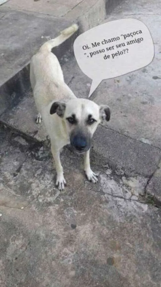 Cachorro ra a Vira-lata idade 2 anos nome Paçoquinha