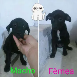 Cachorro raça SRD idade 2 a 6 meses nome ADOTE