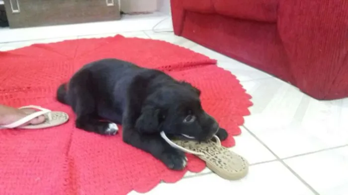 Cachorro ra a Vira lata idade 2 a 6 meses nome Gorda