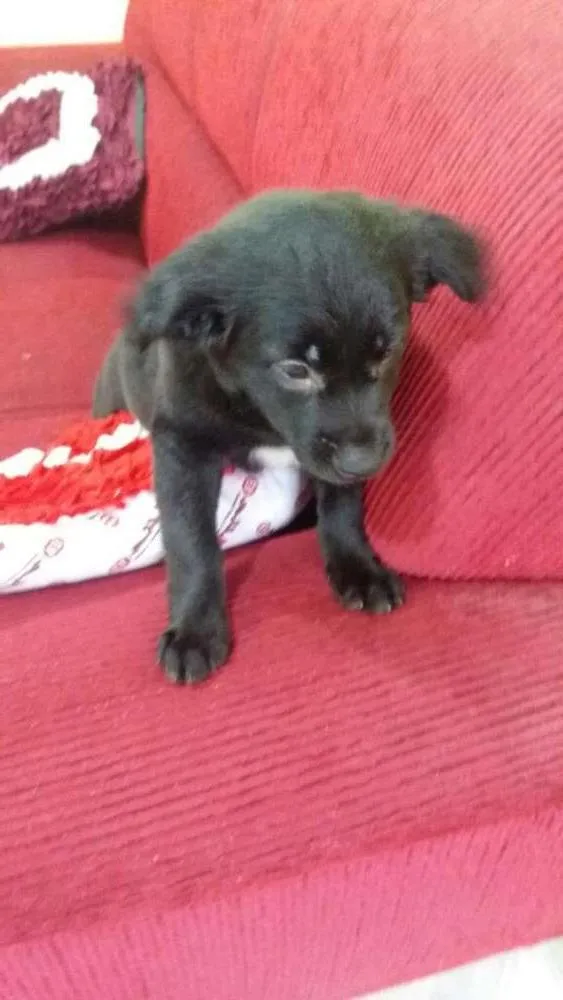 Cachorro ra a Vira lata idade 2 a 6 meses nome Princesa