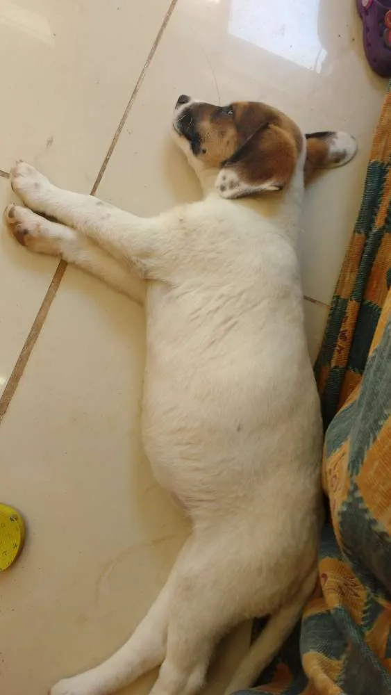 Cachorro ra a Vira lata  idade 2 a 6 meses nome Lyra