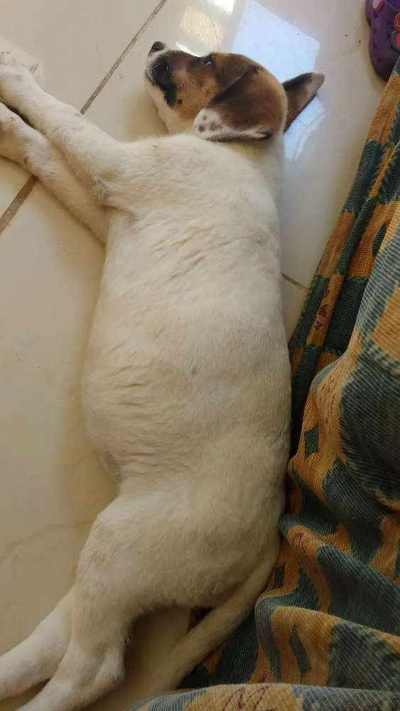 Cachorro ra a Vira lata  idade 2 a 6 meses nome Lyra