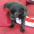Princesa