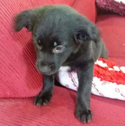 Cachorro ra a Vira lata idade 2 a 6 meses nome Princesa