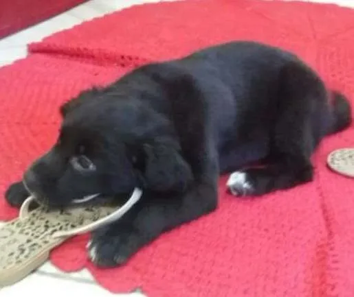 Cachorro ra a Vira lata idade 2 a 6 meses nome Gorda
