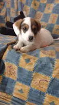 Lyra