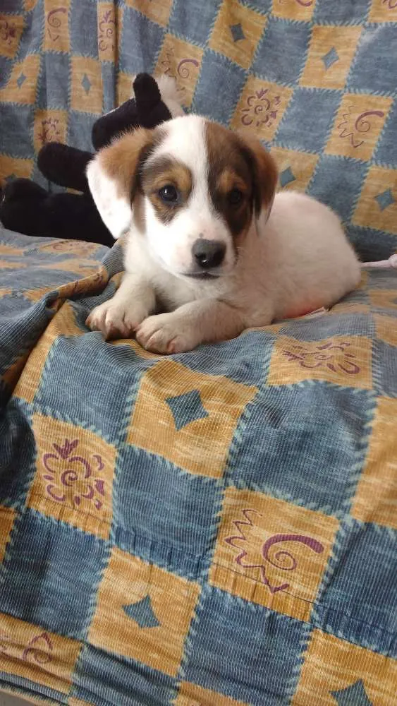 Cachorro ra a Vira lata  idade 2 a 6 meses nome Lyra