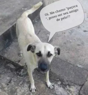 Cachorro raça Vira-lata idade 2 anos nome Paçoquinha