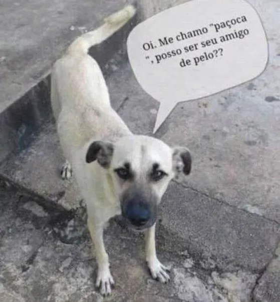 Cachorro ra a Vira-lata idade 2 anos nome Paçoquinha