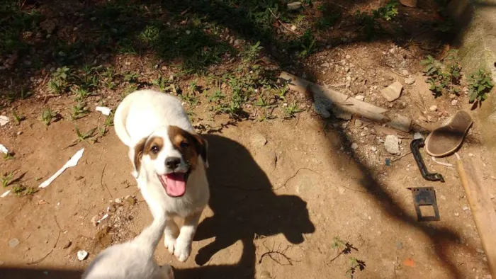 Cachorro ra a Vira lata  idade 2 a 6 meses nome Lyra