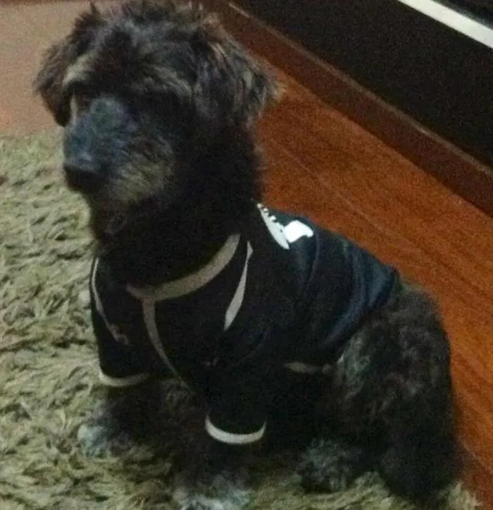 Cachorro ra a Vira Lata idade  nome Max
