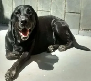 Cachorro raça Labrador idade 4 anos nome Duqueza