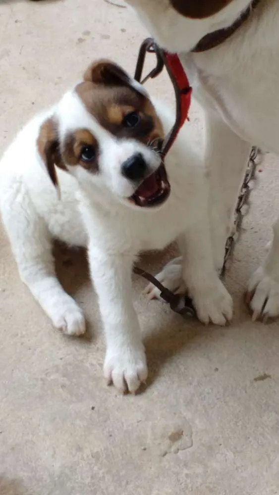 Cachorro ra a Vira lata  idade 2 a 6 meses nome Lyra