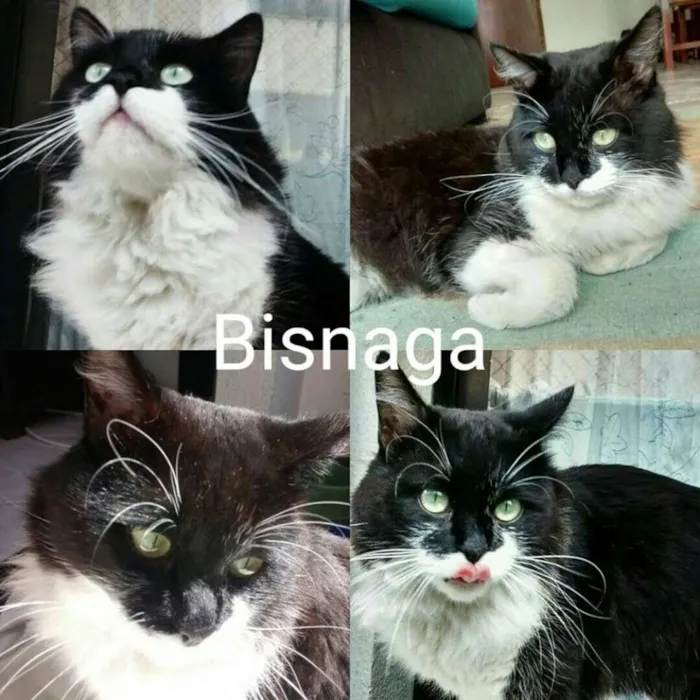 Gato ra a Persa idade 1 ano nome Bisnaga