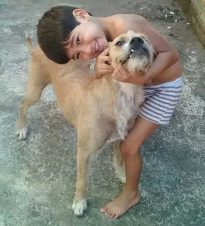 Cachorro ra a Boxer idade 3 anos nome Snoop
