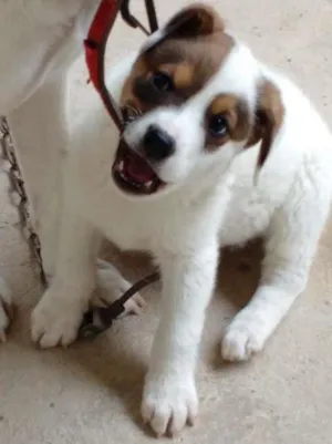Cachorro raça Vira lata  idade 2 a 6 meses nome Lyra